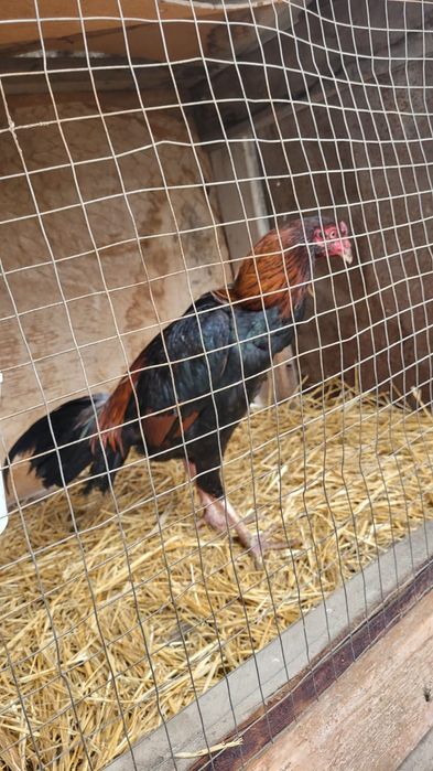 Продам Бойцовых Петухов