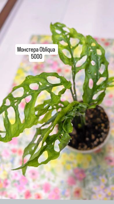 Комнатные растения