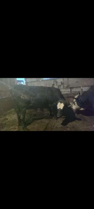 Ангус бука сатылады