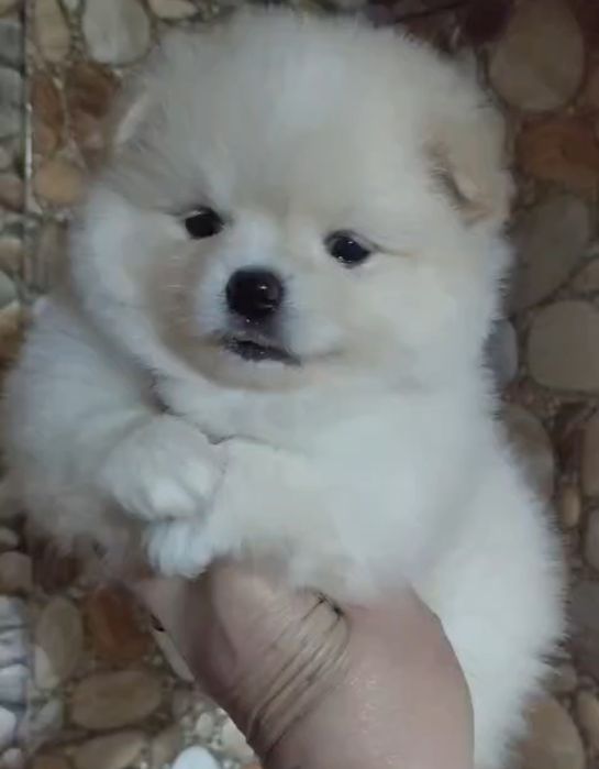 Щенки шпица мини