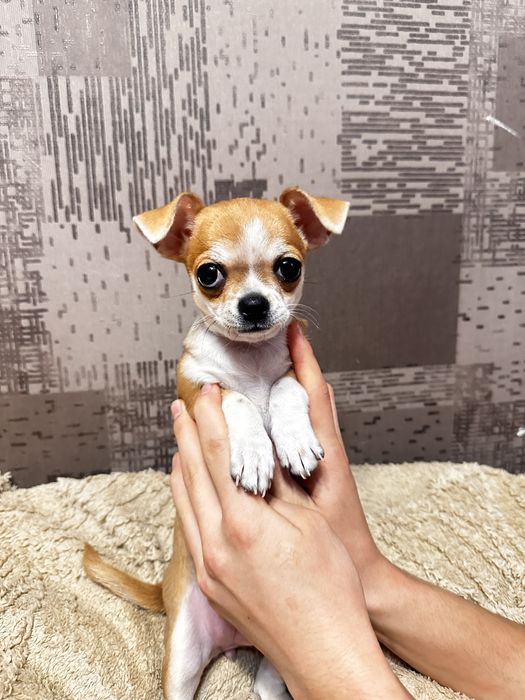 Щенок принцесса чихуахуа