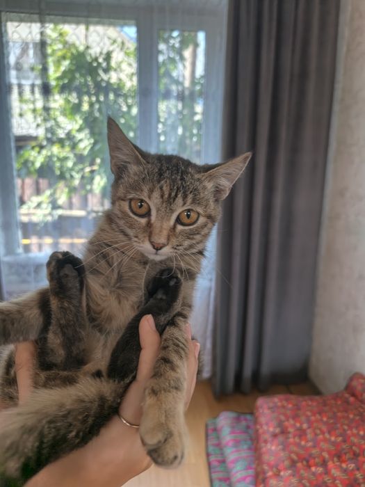 Отдам в хорошие руки котенка