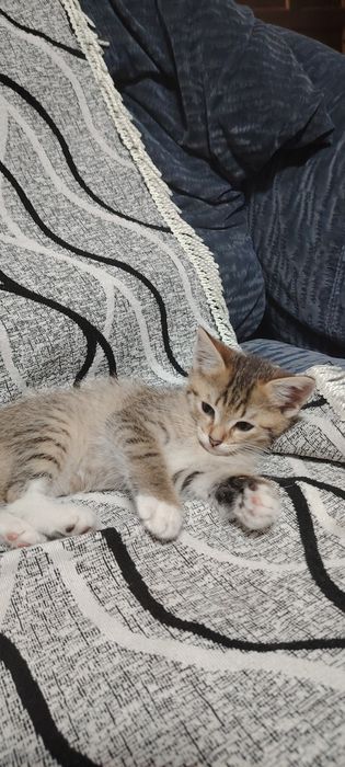 Отдам котят в хорошие руки