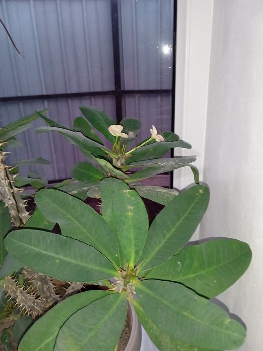 Молочай миля продам  растение