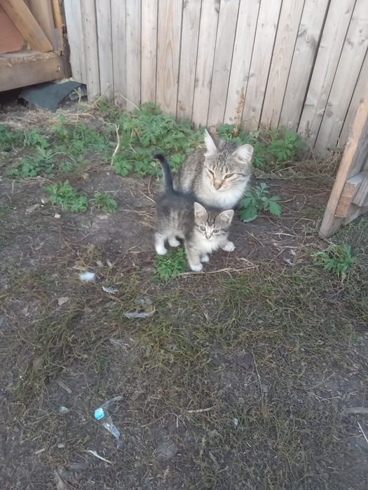 Отдам котят в добрые руки.