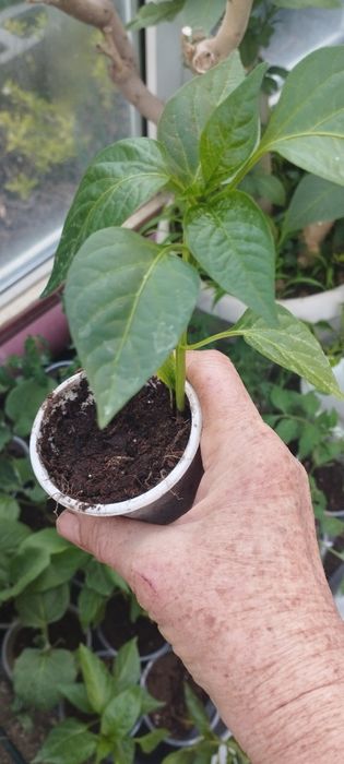 Рассада помидоров, перца, цветов.