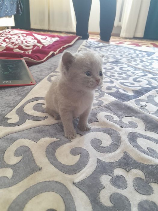 Продам Британских котят