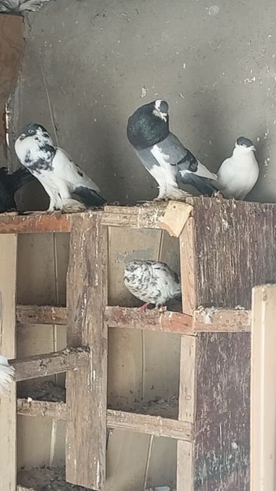 Дутыш павлин сатлады