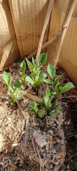 Продам рассаду дачную