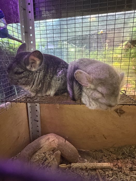 Продаются шиншиллы