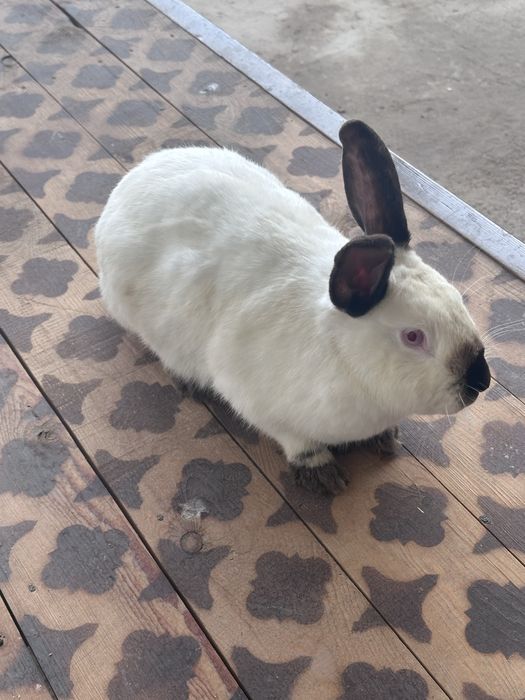 Samka, kaliforniya zot