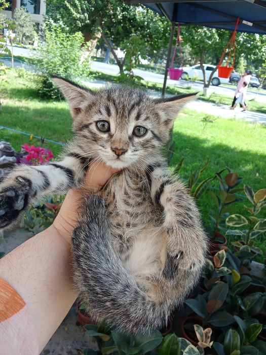 100 mingdan tanlab oliwga