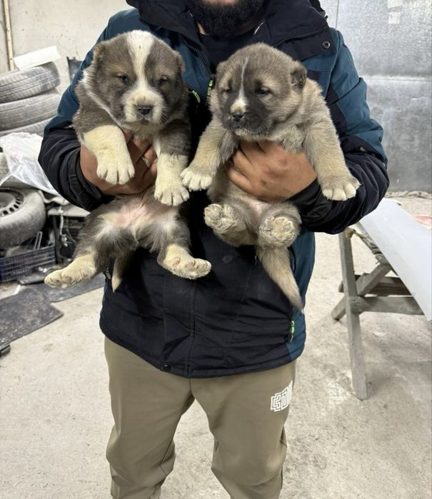 Продам щенков Алабая