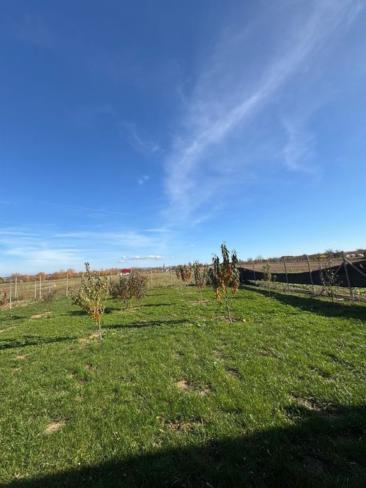 Vând teren intravilan în com.Ineu, Bihor