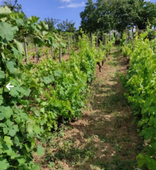 Къща в гр. Силистра 960 кв.м.