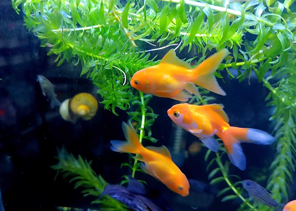 Аквариумные рыбки