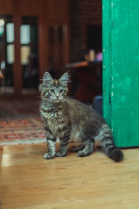 Femelă Maine Coon rasă pură