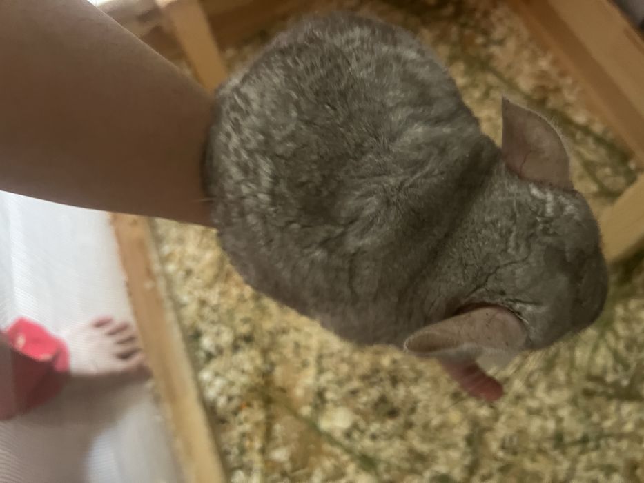 Продается 2 шеншилы вместе