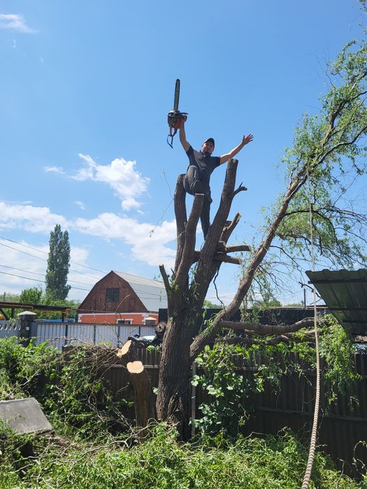 Спил деревьев агаш кесемиз