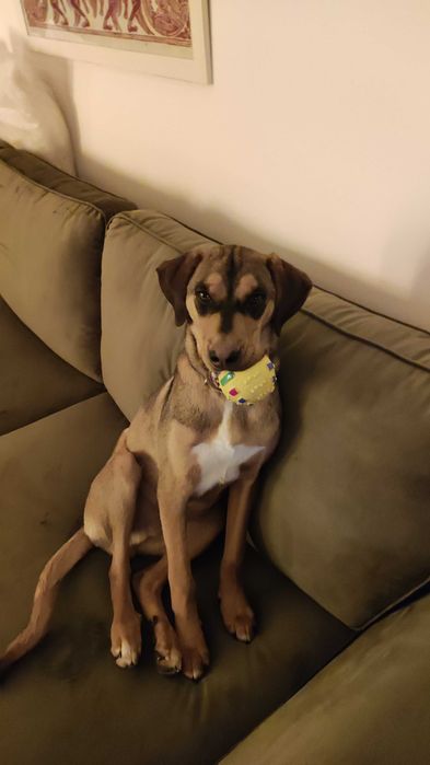 Подарявам кученце на 7 месеца