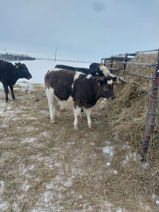 Продам КРС (6 телок (оптом))