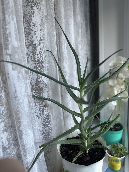 Продаю растение алоэ