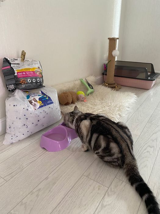 Отдам кошечку в добрые руки