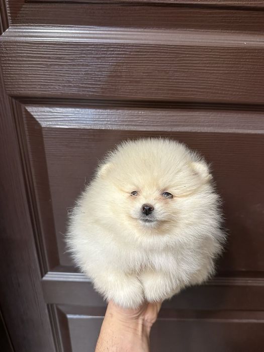 Мини померан.