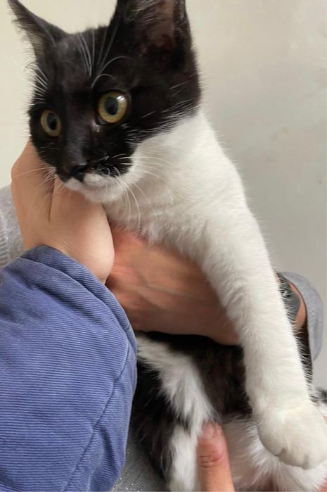 Caut adoptii pentru pisicute