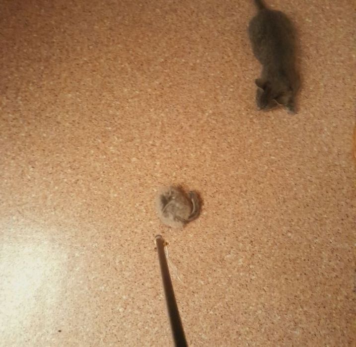 Пропал котёнок  кошка