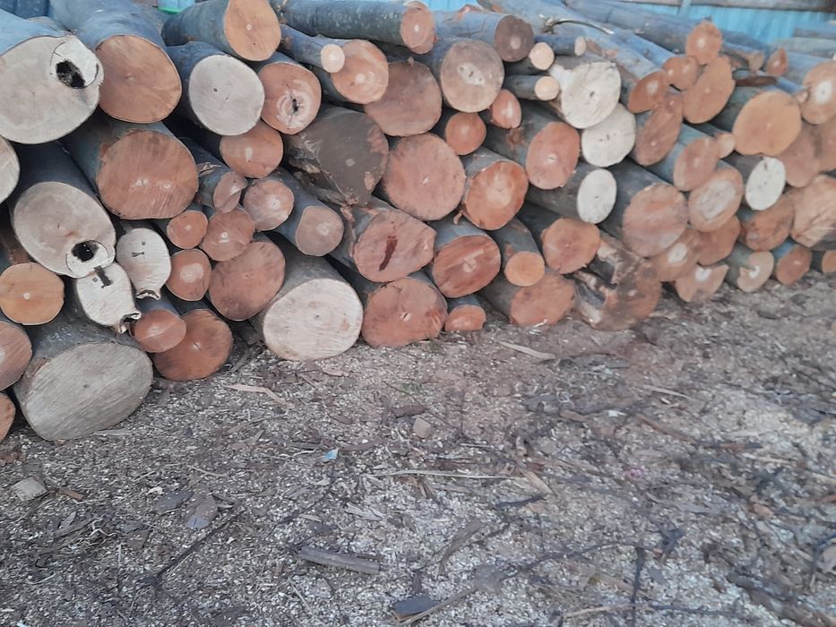 Lemne de foc esente tari