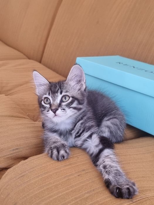 Котёнок, девочка
