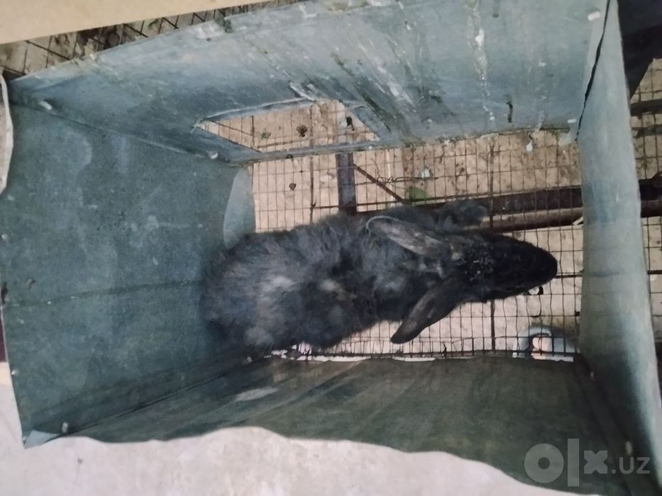 Quyonlar qafasi bilan birga sotiladi Zotdor quyonlar