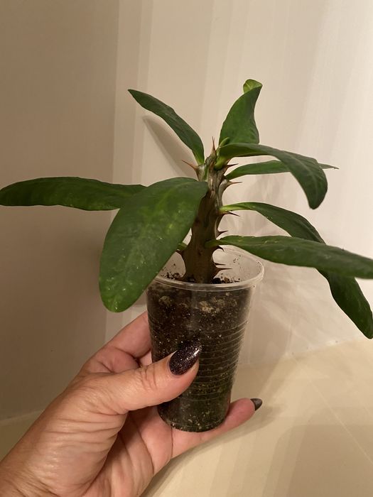 Эуфорбия ( молочай Миля) крупноцветковая