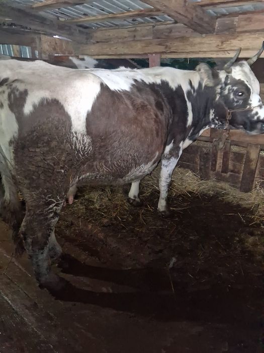 Vând vaci gestante la alegere