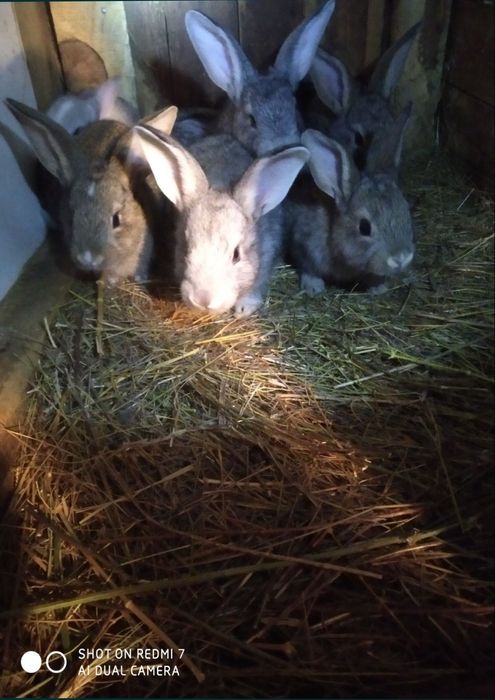 Кролики разных возрастов