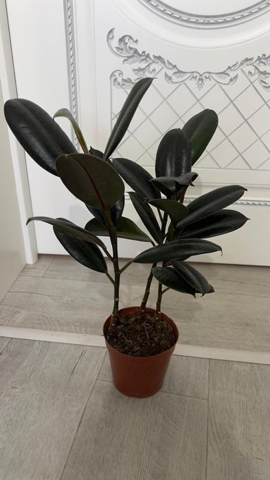 Фикус Абиджан 3 ствола