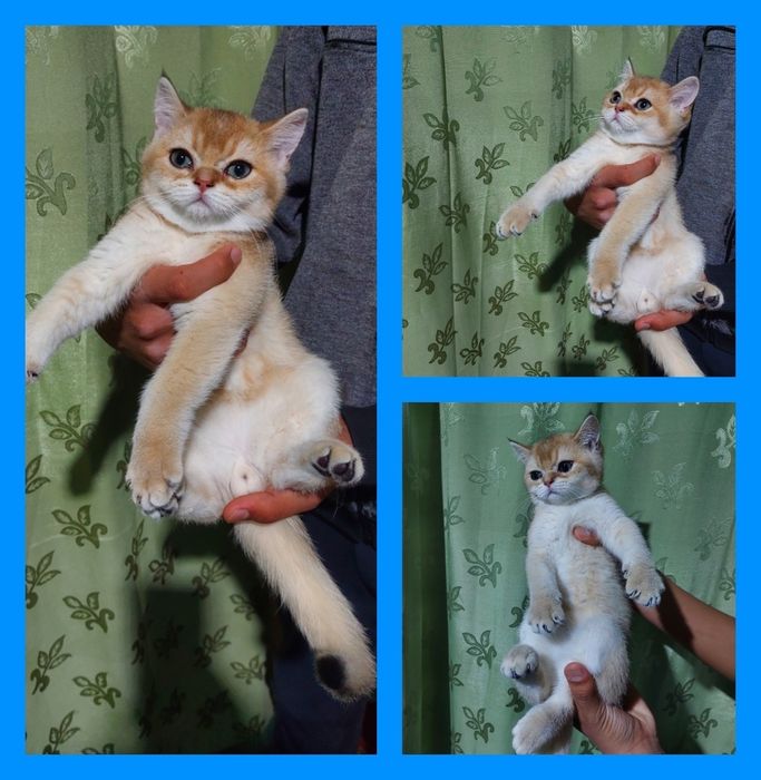 Залатая шиншилла угил бола 2.5 ойлик