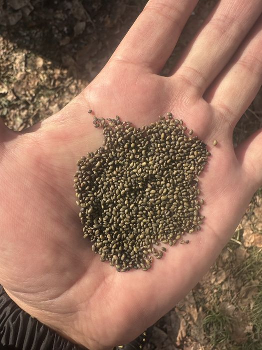 Продаем Люцерна магнитная семена Джеа.