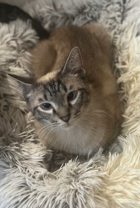 Тайский котик Барни