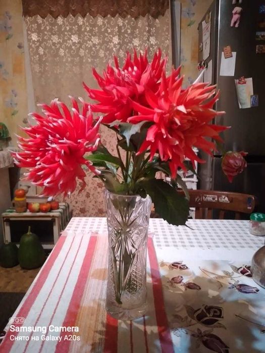 Продам рассаду многолетки