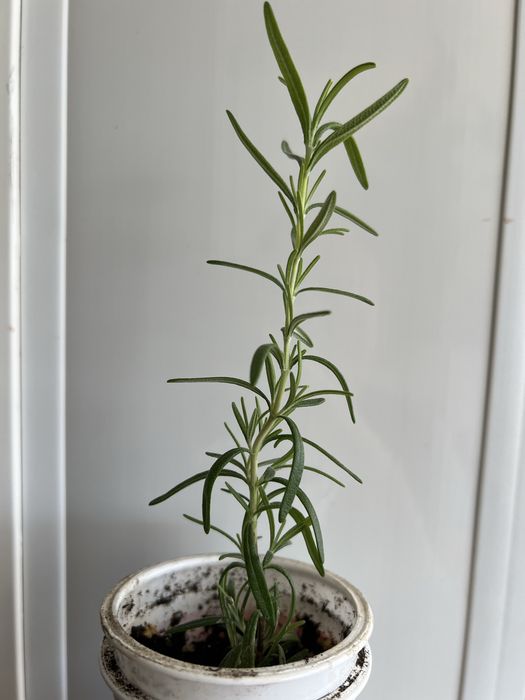 Продам розмарин