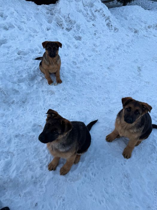 Продажа щенков немецкой овчарки