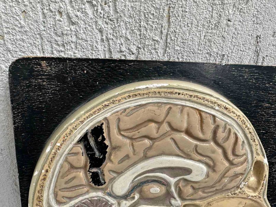 Соц Анатомичен Модел на Човешки Череп