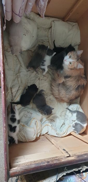 Отдам котят даром