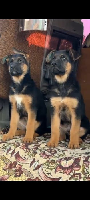 Щенки немецкой овчарки