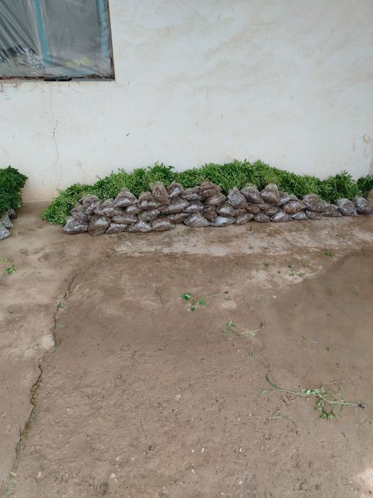 Помидор, Болгария, баклажан кучатлари сотилади