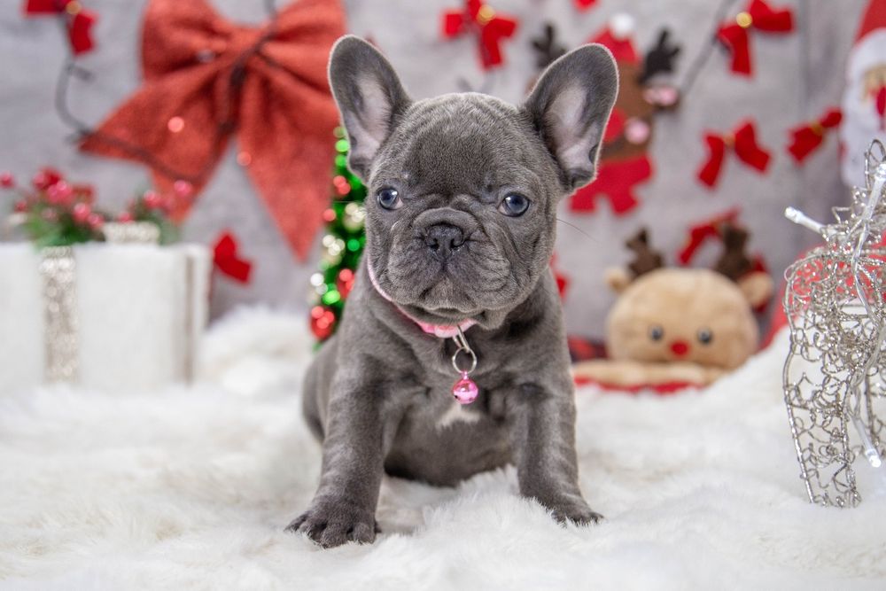 bulldog francez blue fetiță