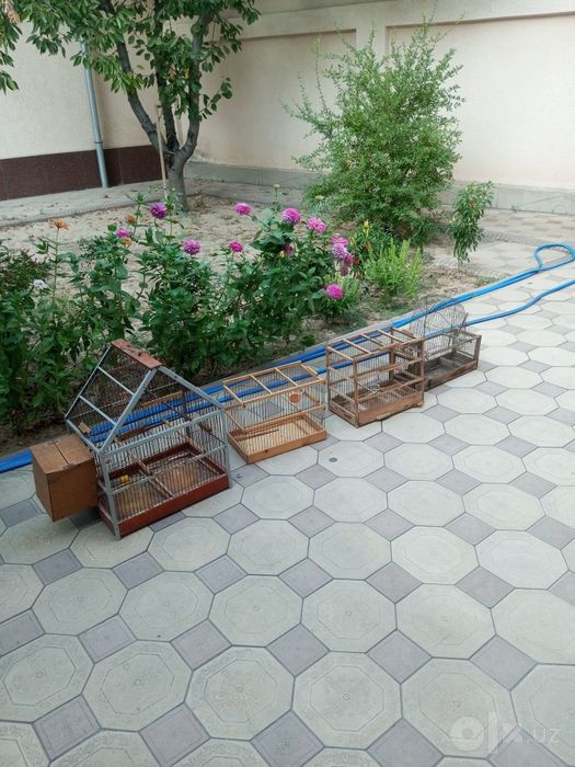 Qafas 4 ta qushlaga