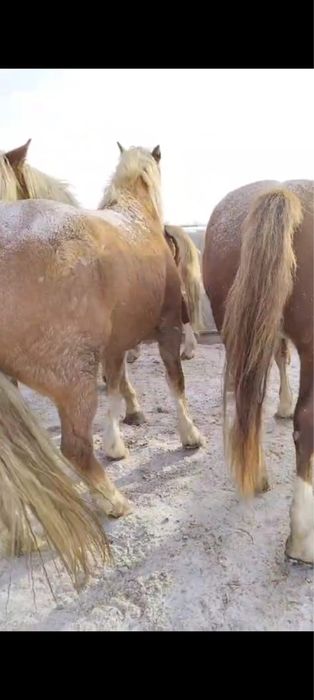 Продам кобылы тяж